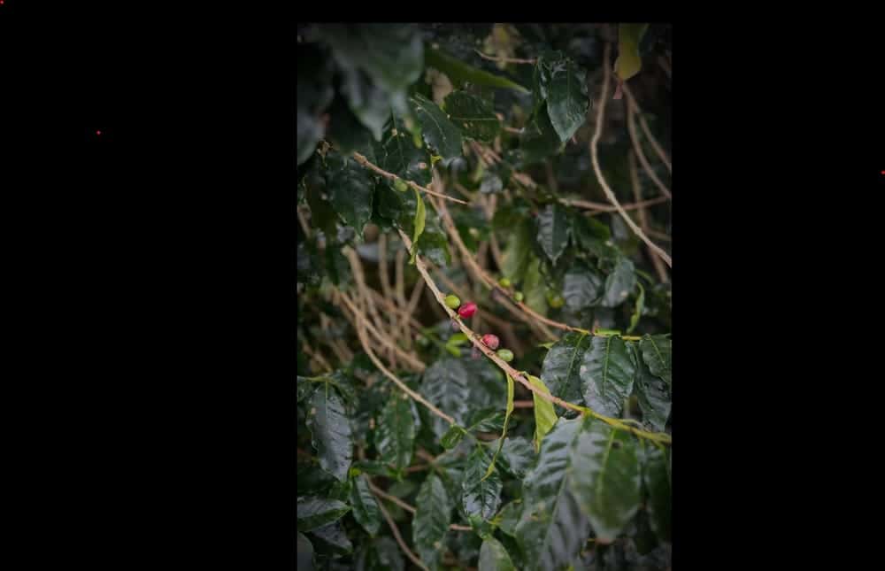 Jamaica · Portland Parish