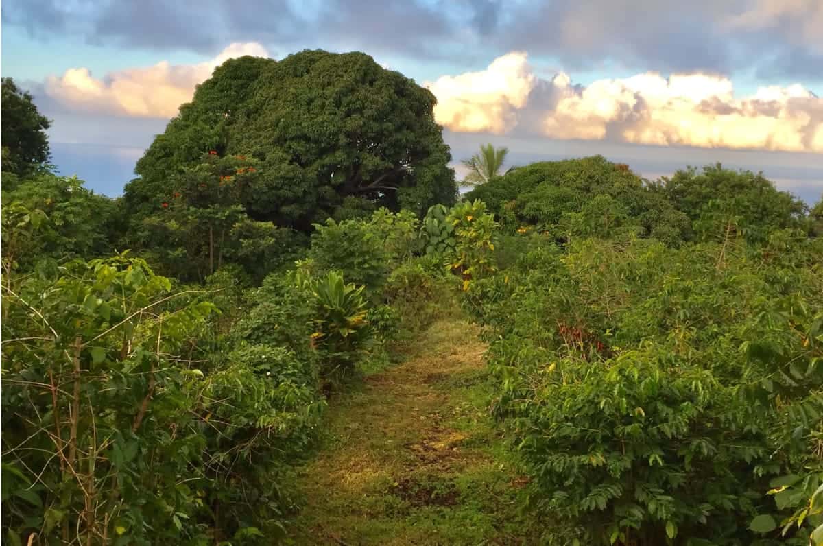Hawaii · Holualoa · North Kona
